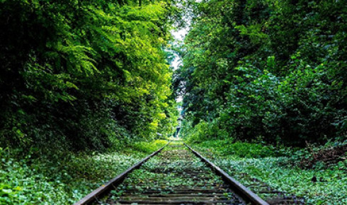Ordinanza Sindacale - Rami e Alberi Sporgenti su Linea Ferroviaria