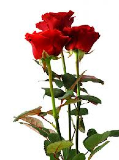 rose rose