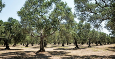 Regione Puglia: Indennizzi per Calamità Xylella 2018 e 2019