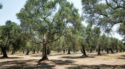 Regione Puglia: Indennizzi per Calamità Xylella 2018 e 2019