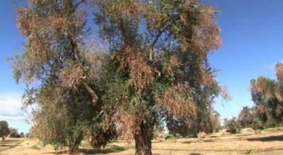 Xylella fastidiosa: NUOVO PIANO DEGLI INTERVENTI