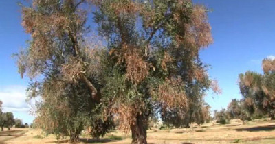 Avviso Pubblico: RICOGNIZIONE dei DANNI causati dalla XYLELLA FASTIDIOSA 