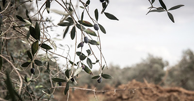 Xylella: Bando Reimpianto di olivi in zona infetta