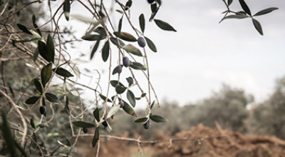 Xylella: Bando Reimpianto di olivi in zona infetta