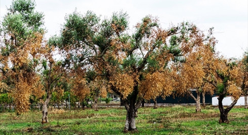 Declaratoria danni causati da organismi nocivi ( xylella fastidiosa) nei territori della provincia di Lecce