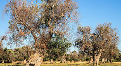 Contributo per Danni da Xylella Fastidiosa - Anno 2020